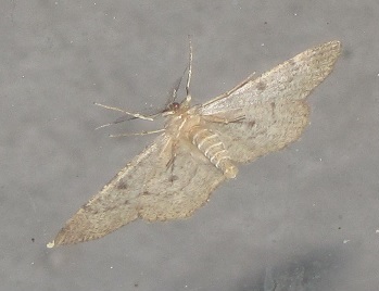 Hypomecis punctinalis - Geometridae